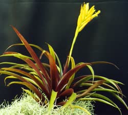 Vriesea bleheri