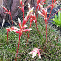 Vriesea correia-araujoi