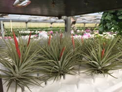 00-0-Copr_2021-Tillandsia_Shop_DEt.jpg