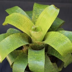 00-0-Copr_2021-Bromeliad_Paradiset.jpg