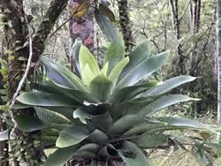 Vriesea gigantea