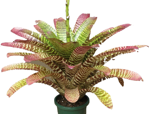 Vriesea