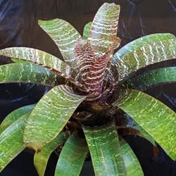 01-0-Copr_2021-Bromeliad_Paradiset.jpg