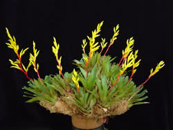 Vriesea rodigasiana