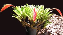 Vriesea rubyae