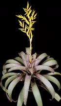 Vriesea saundersii