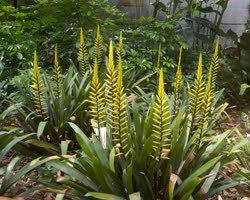 Vriesea warmingii