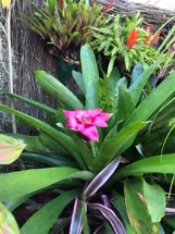 01-0-Copr_2021-Tropical_Garden_Society_of_Sydneyt.jpg