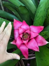 02-0-Copr_2021-Tropical_Garden_Society_of_Sydneyt.jpg