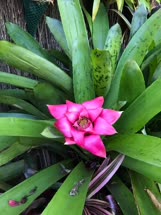 03-0-Copr_2021-Tropical_Garden_Society_of_Sydneyt.jpg