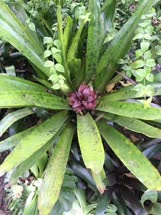 00-0-Copr_2021-Bromeliad_Society_of_San_Fransiscot.jpg