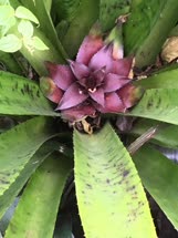 01-0-Copr_2021-Bromeliad_Society_of_San_Fransiscot.jpg