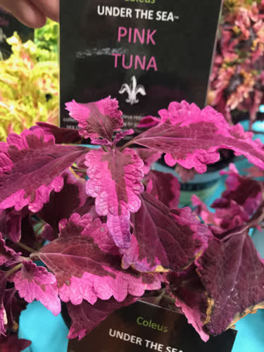 pink_tuna