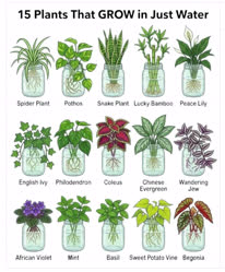 waterplantt.jpg