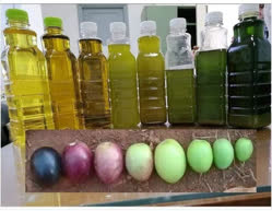 00-0-Copr_2024-Unknown-best_olives_and_oil_are_in_the_middle_not_underripe_or_overripet.jpg
