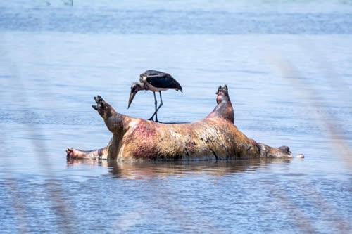 Stork eating a hippo that died of anthrax. Scavengers are resistant to but carry infection.