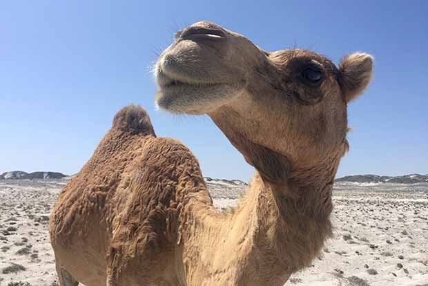 https://www.fredhutch.org/en/news/center-news/2018/01/mers-remains-primarily-a-camel-virus-for-now.html