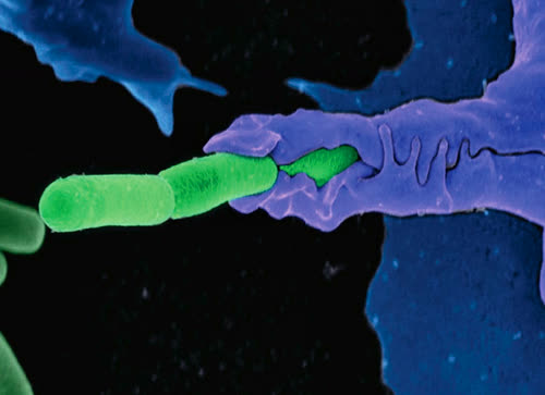 The bacteria that cause anthrax (green) are being enveloped by an immune system phagocytic cell (purple). These bacteria live
in soil and form dormant spores that can survive for decades. When spores enter humans through the respiratory or gastrointestinal
tracts or the skin, they germinate to bacilli and rapidly increase in number. Phagocytic cells of the host immune
system are essential for ingesting and killing the bacteria, and this is enhanced after vaccination. This is but one example to
illustrate the important interactions between pathogens and the infected hosts immune system.
Photograph: Courtesy of Sarah Guilman, Camenzind G. Robinson, and Arthur M. Friedlander, US Army Medical Research
Institute of Infectious Diseases, Fort Detrick, Maryland.