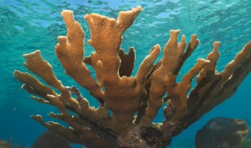 Cuba - no US pollution and the last remaining coral in the Caribbean.