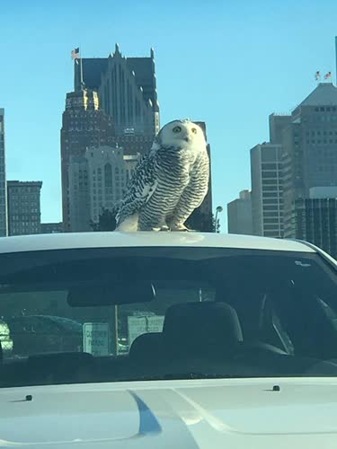 https://m.metrotimes.com/detroit/detroit-is-being-invaded-by-arctic-snowy-owls/Content?oid=8672725