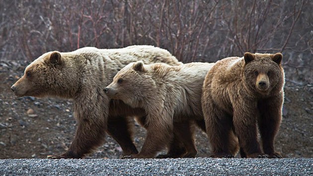 http://www.motherjones.com/environment/2014/02/american-west-climate-change-beetles-whiteback-pines-grizzly-bears