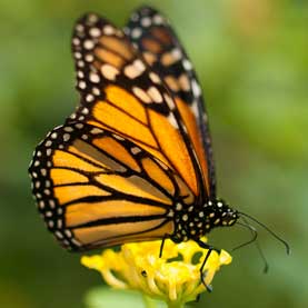 http://www.scientificamerican.com/article/climate-change-may-disrupt-monarch-butterfly-migration