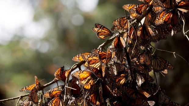 http://www.cbc.ca/news/technology/monarch-butterfly-1.3471061?cmp=rss