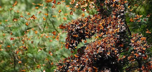 http://www.goodnewsnetwork.org/monarch-butterfly-population-more-than-triples-over-last-year