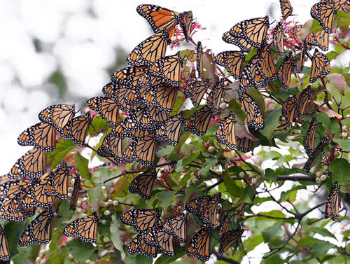 https://monarchwatch.org/blog/2019/09/18/historic-numbers-of-monarchs-seek-shelter-at-roost-sites-in-the-lake-erie-region