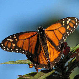 http://www.scientificamerican.com/article/climate-change-herbicide-may-doom-monarch-butterfly-migration
