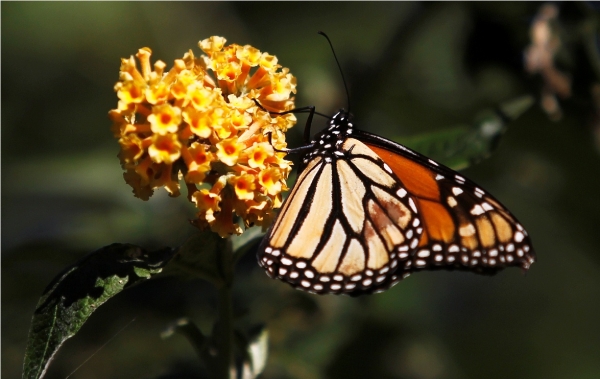 http://www.sciencetimes.com/articles/7061/20150812/climate-change-leads-to-butterflies-extinction.htm