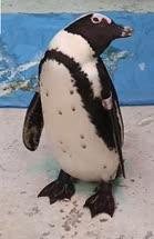  Highly pathogenic avian influenza (H5N8) in coastal birds 