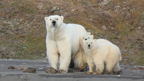 http://www.cbc.ca/news/canada/north/alaska-polar-bear-count-1.4908712