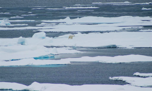https://polarbearscience.com/2019/07/12/10-fallacies-about-arctic-sea-ice-polar-bear-survival-teachers-parents-take-note