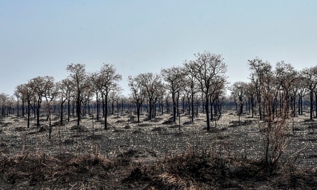 https://www.theguardian.com/world/2019/oct/08/bolivian-amazon-fires-relief-as-rains-douse-two-month-inferno