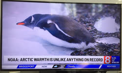 ABC News thinks Penguins live in the Arctic. But don't worry, everything else is right.