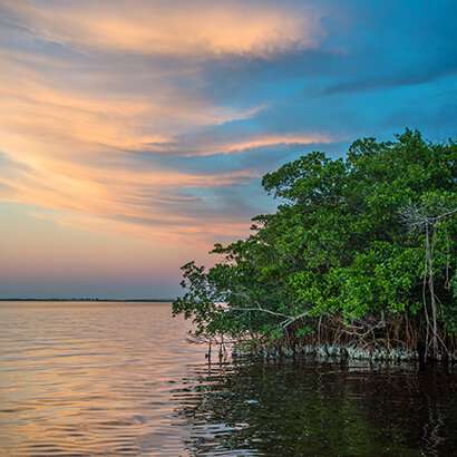 https://phys.org/news/2019-10-mangroves-hurricanes-billions-dollars-property.html
