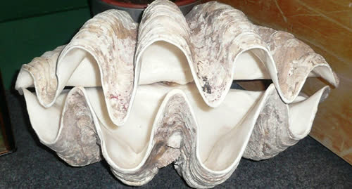 http://wattsupwiththat.com/2015/01/05/hottest-year-ever-giant-clam-reveals-middle-ages-were-warmer-than-today