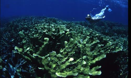 https://phys.org/news/2019-07-years-unique-reveal-coral-reefs.html