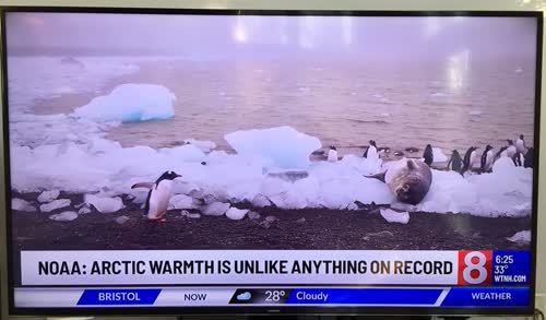 Arctic penguins?
