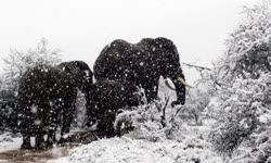  Parts of South Africa blanketed in snow, roads and mountain passes closed