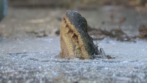 https://wcti12.com/news/offbeat/alligators-freeze-in-north-carolina-swamp-with-noses-above-ice