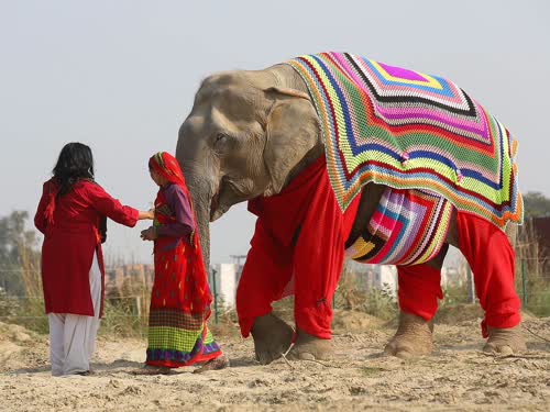 https://www.independent.co.uk/news/world/asia/india-elephant-jumpers-villagers-knit-protect-near-freezing-temperatures-weather-mathura-a7535101.html