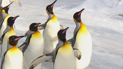 https://www.cbc.ca/news/canada/calgary/alberta-calgary-edmonton-cold-freeze-weather-penguins-1.5427919