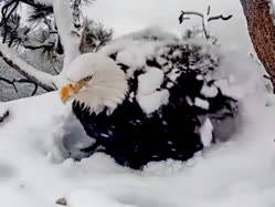 cold_eaglet.jpg