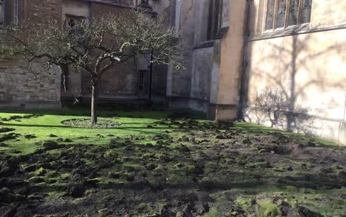 The lawn of Trinity College is seen after being dug up by Extinction Rebellion climate protesters