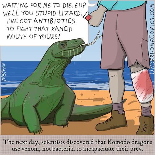 100% of scientists thought Komodo Dragons were not venomous.