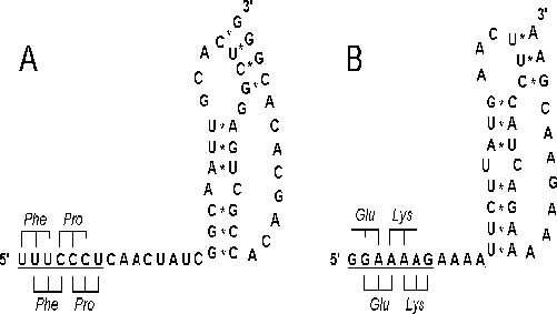  Genetics and evolution of the Ebola virus.