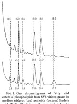  Plasma membrane lipids and parainfluenza virus assembly