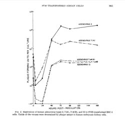  Susceptibility to superinfection of simian cells transformed by SV40